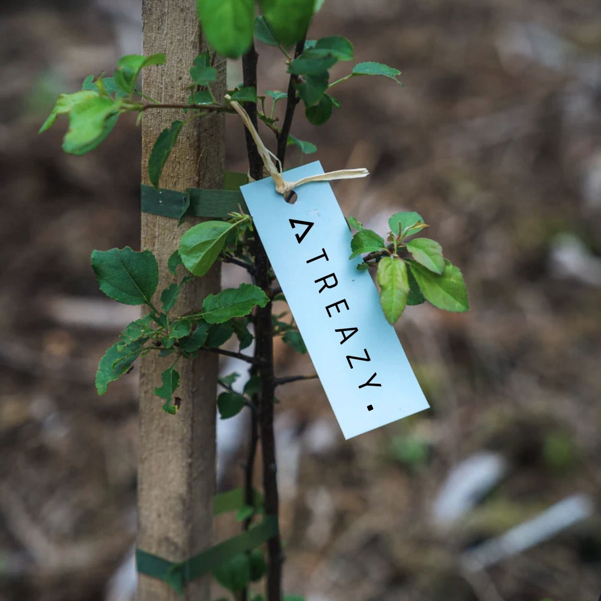 Ein Baum wird von TREAZY. gepflanzt